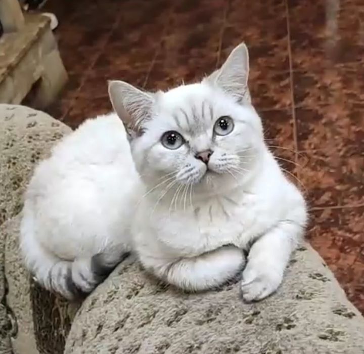 Мальчик Граф шиншиллка поинт