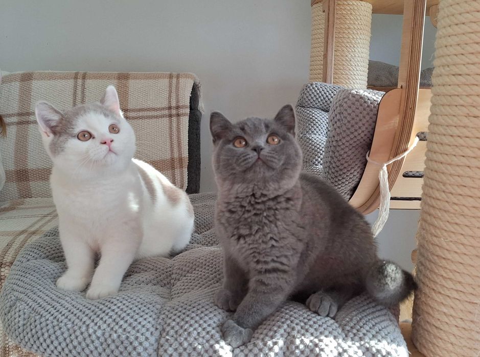 Piękny Kocurek Brytyjski Niebieski ARMANI Rodowód WCF