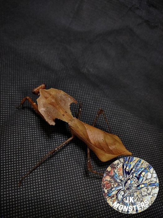 Modliszka Deroplatys desiccata+gratisy