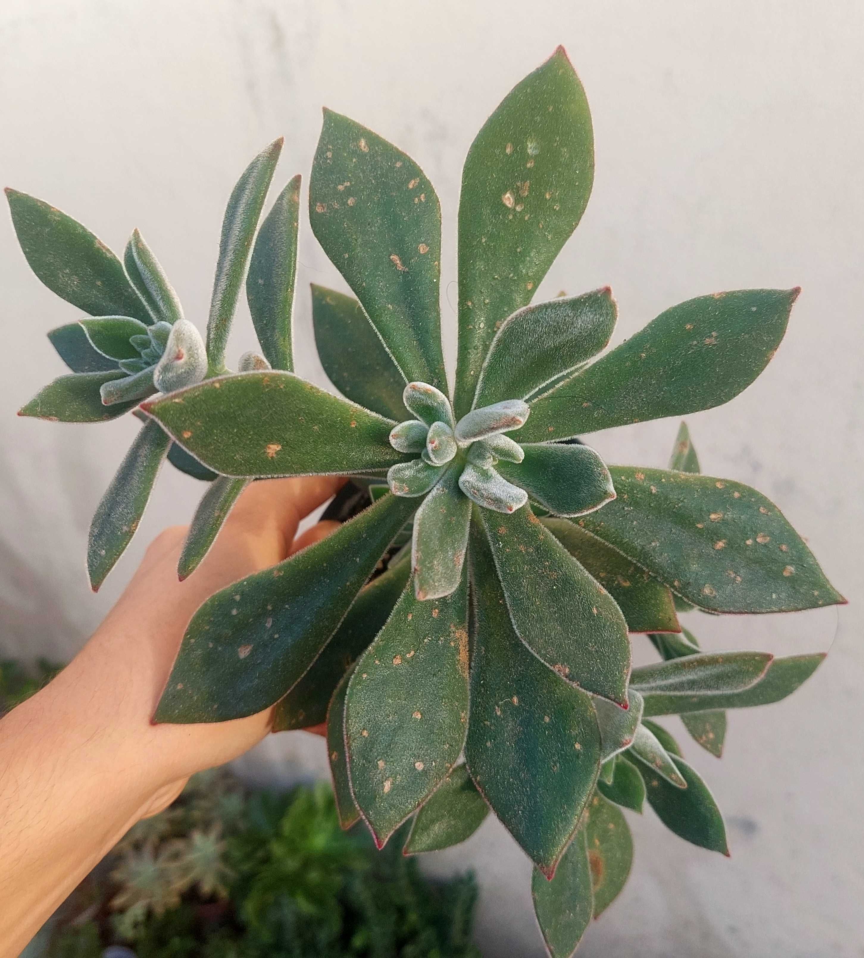 Suculentas variadas 5€