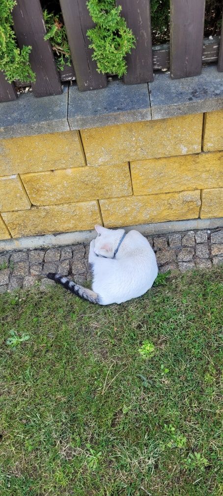 Zaginął biały kot, prosimy o informację!