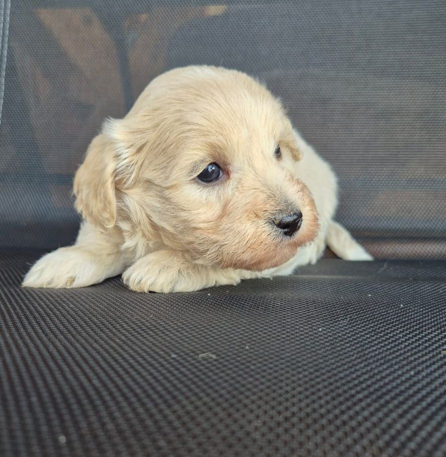 Śliczna Suczka Maltipoo