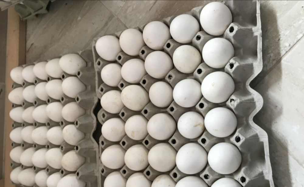 Jajka lengowe kur leghorn