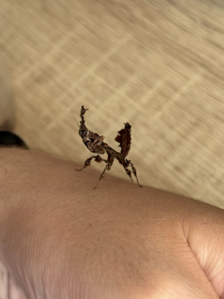 Phyllocrania Paradoxa samce L6