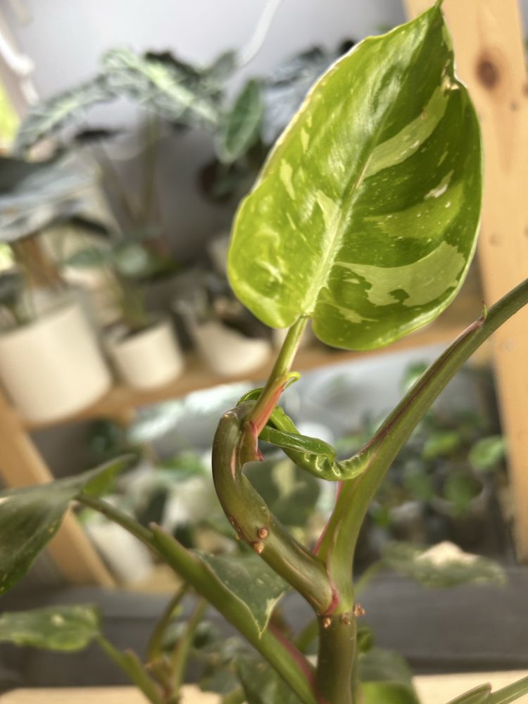 Philodendron White Knight