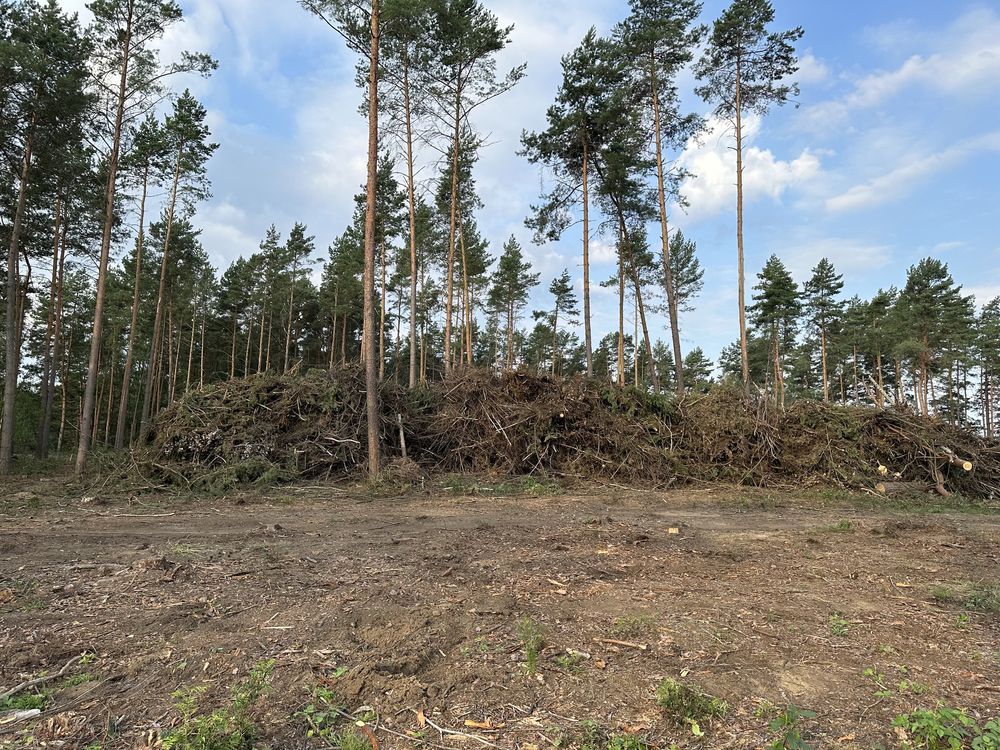 kupimy drewno na pniu, samosiewy odpady drzewne, Gałęzie, s2a/op