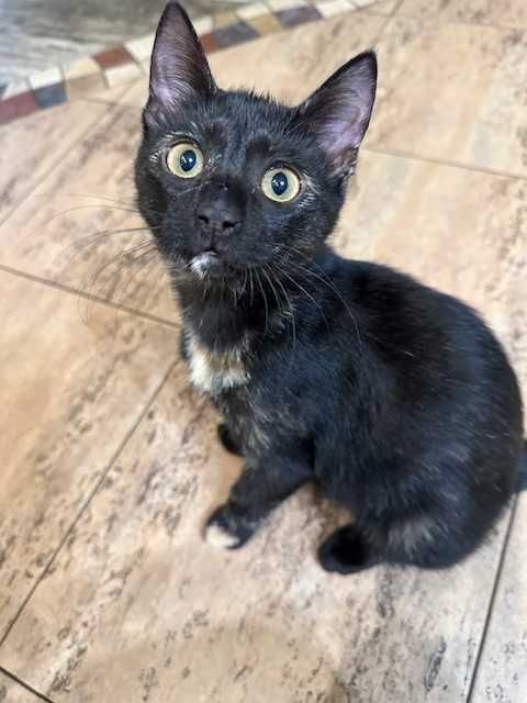 Чарівна дівчинка шукає родину.