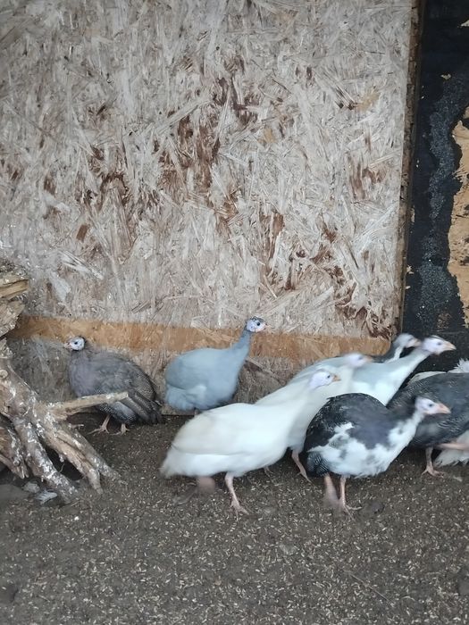 Perliczki perlice młode