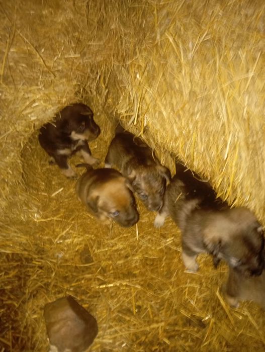 Szczeniaki oddam w dobre ręce