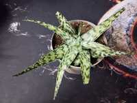 Aloes   white ( unikat )