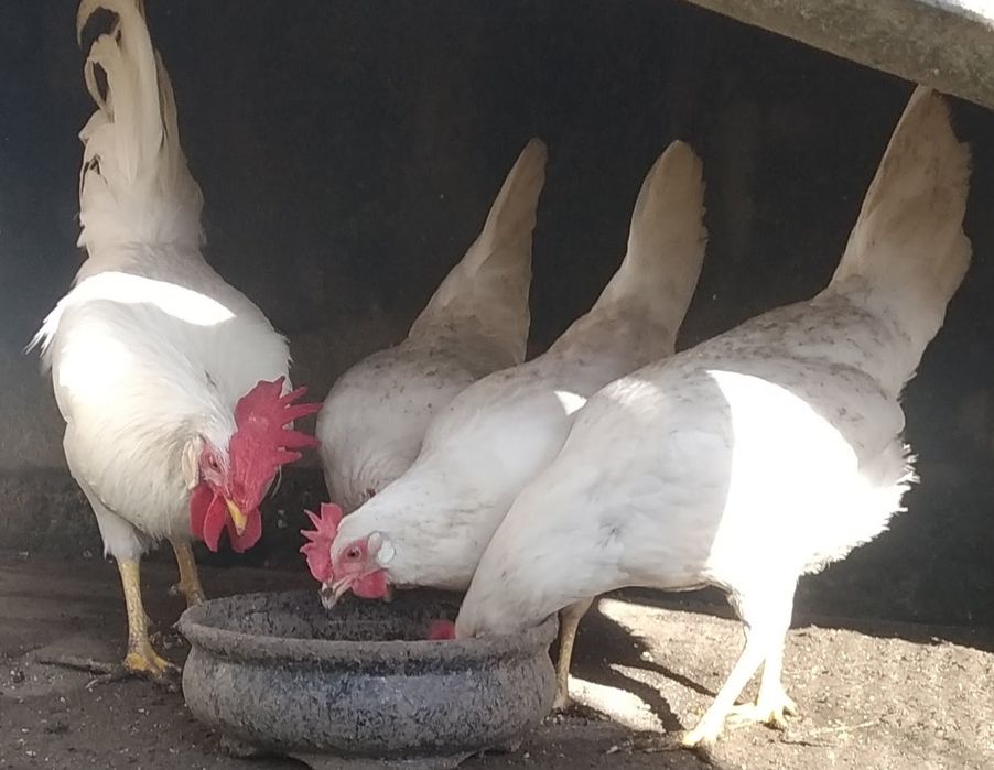 Ovos Galados  de Galinha de Várias Raças