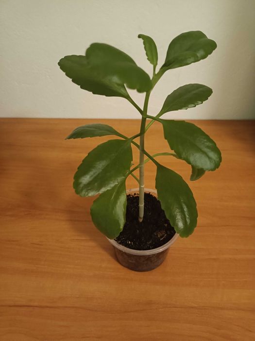 Prawdziwa Żyworódka Pierzasta - Kalanchoe pinnata