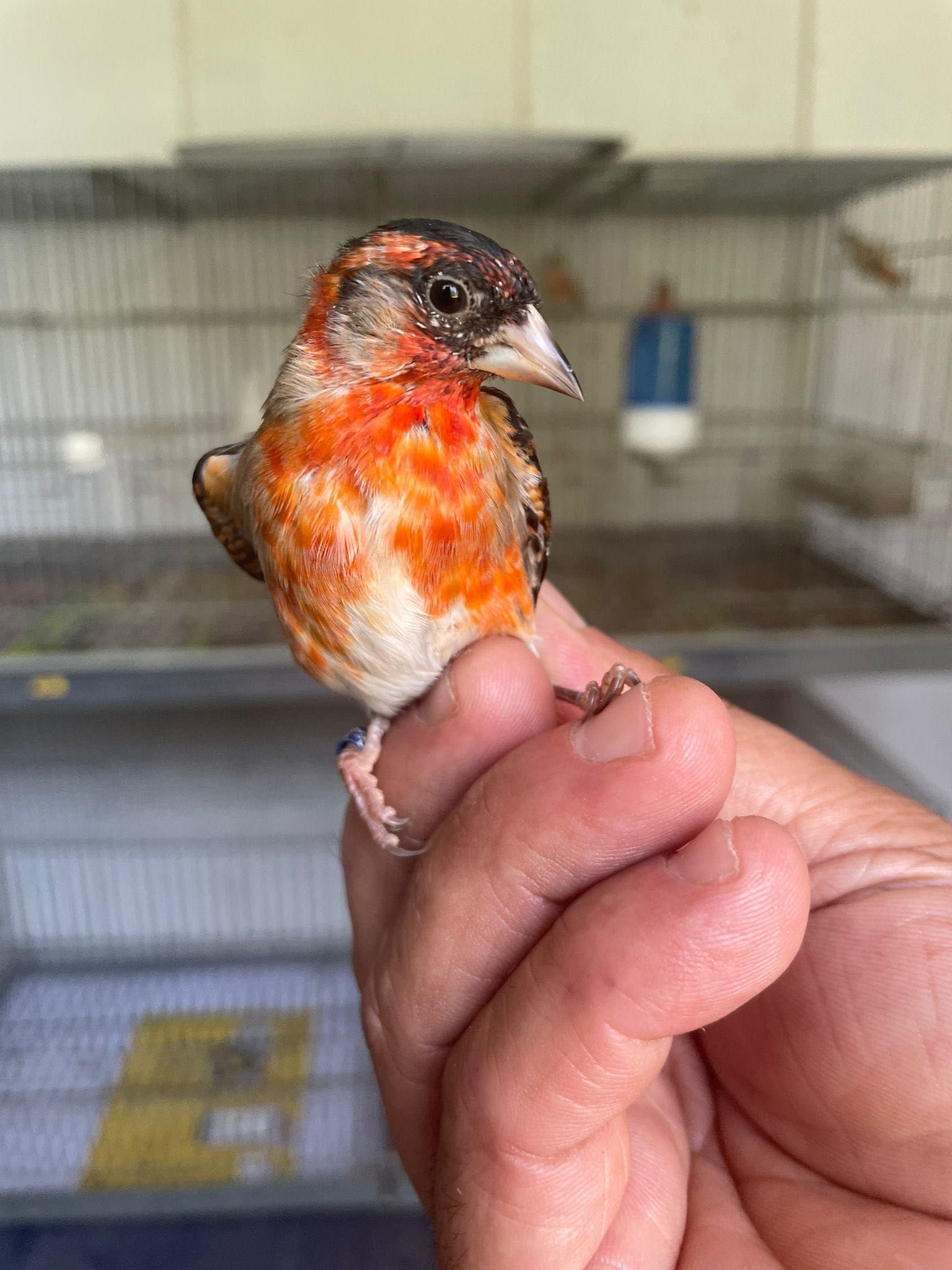 Cardinalitos 2025 novos