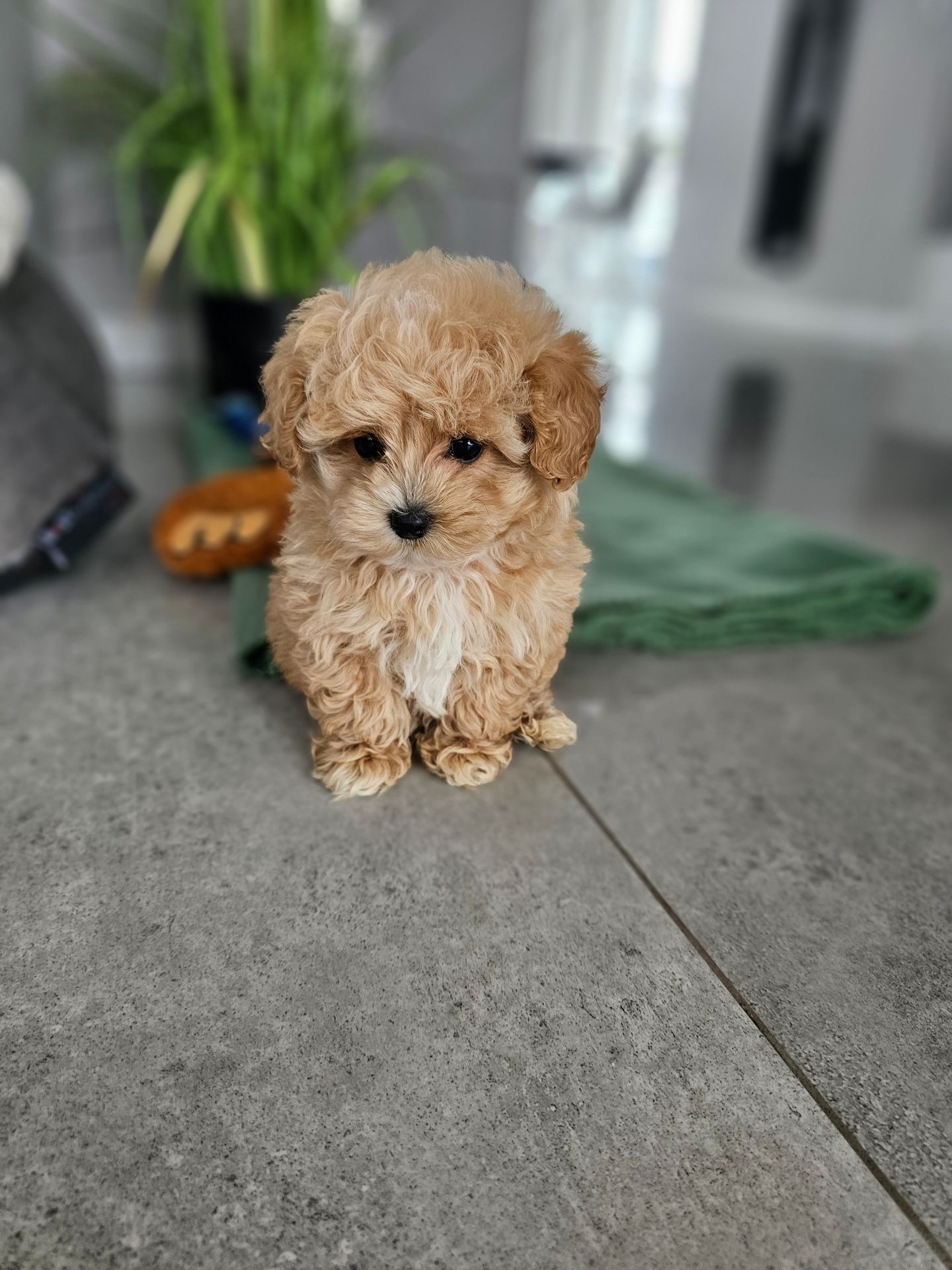Eksluzywna Laleczka Maltipoo Obejrzyj Fikmik