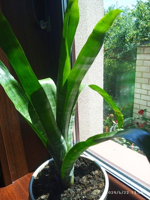 Ехмея Полосата (зембровидна)