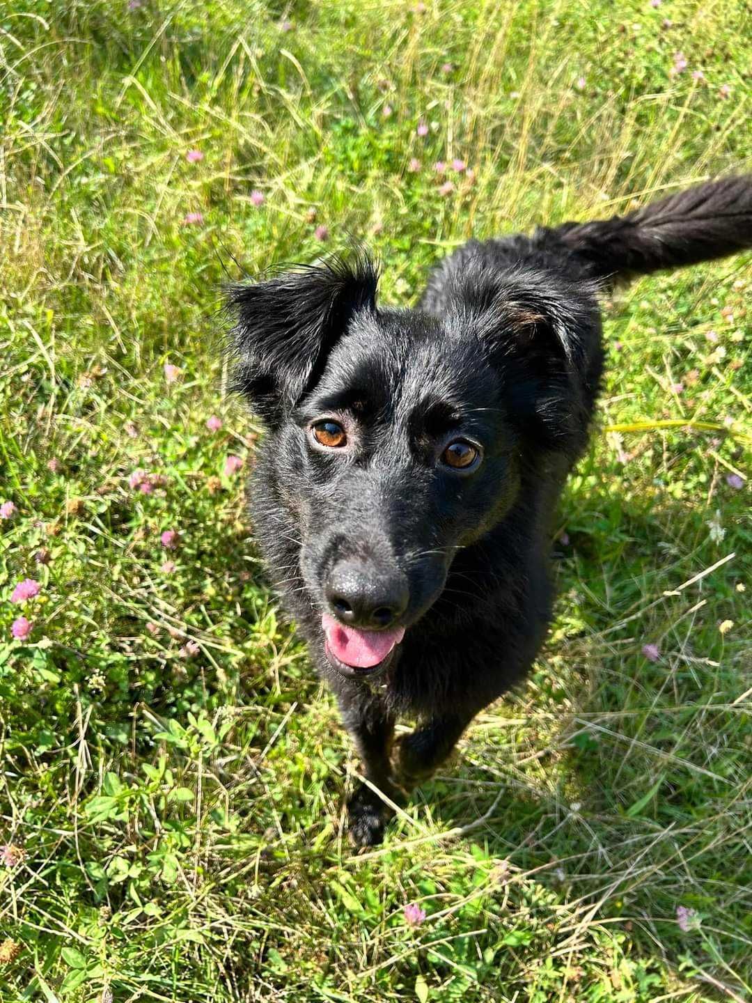 Mała, młoda i piękna sunia do adopcji