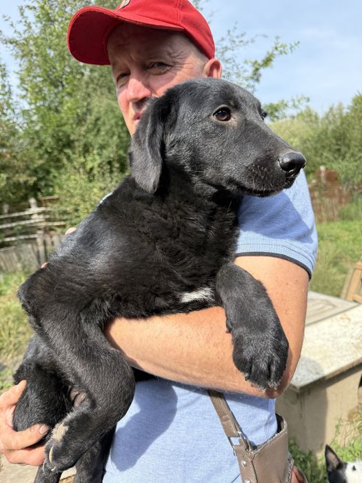 Луна стерилізована дівчинка 5-6 міс