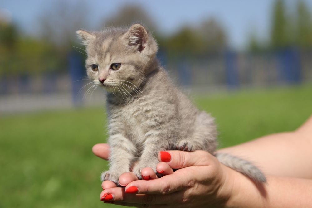 Кішечка, кошенята