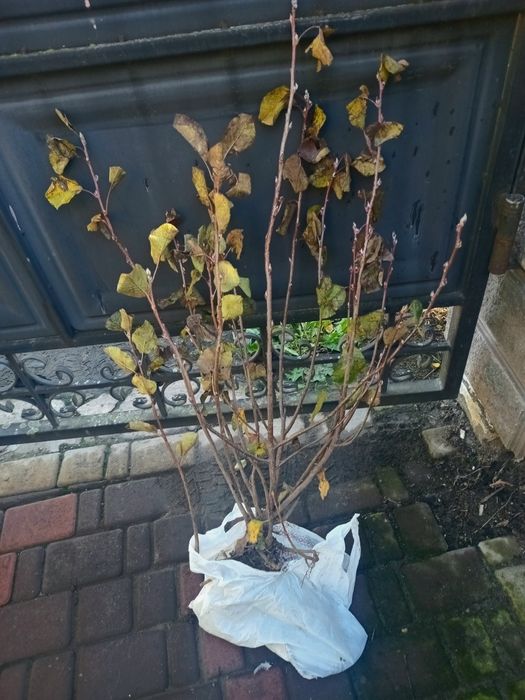 Ірга Канадська крупноплідна і Ханнівуд (трирічні і однорічні саджанці)