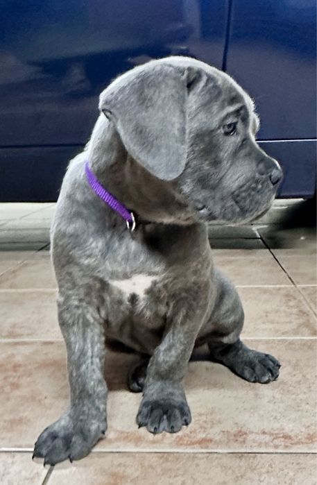 Cane Corso Italiano 800 euros