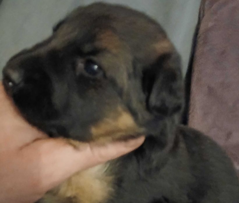 Owczarek Niemiecki Busko -Zdrój Szczeniak