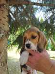 Rodowodowy piesek rasy Beagle tricolor po rodzicach z profilem DNA