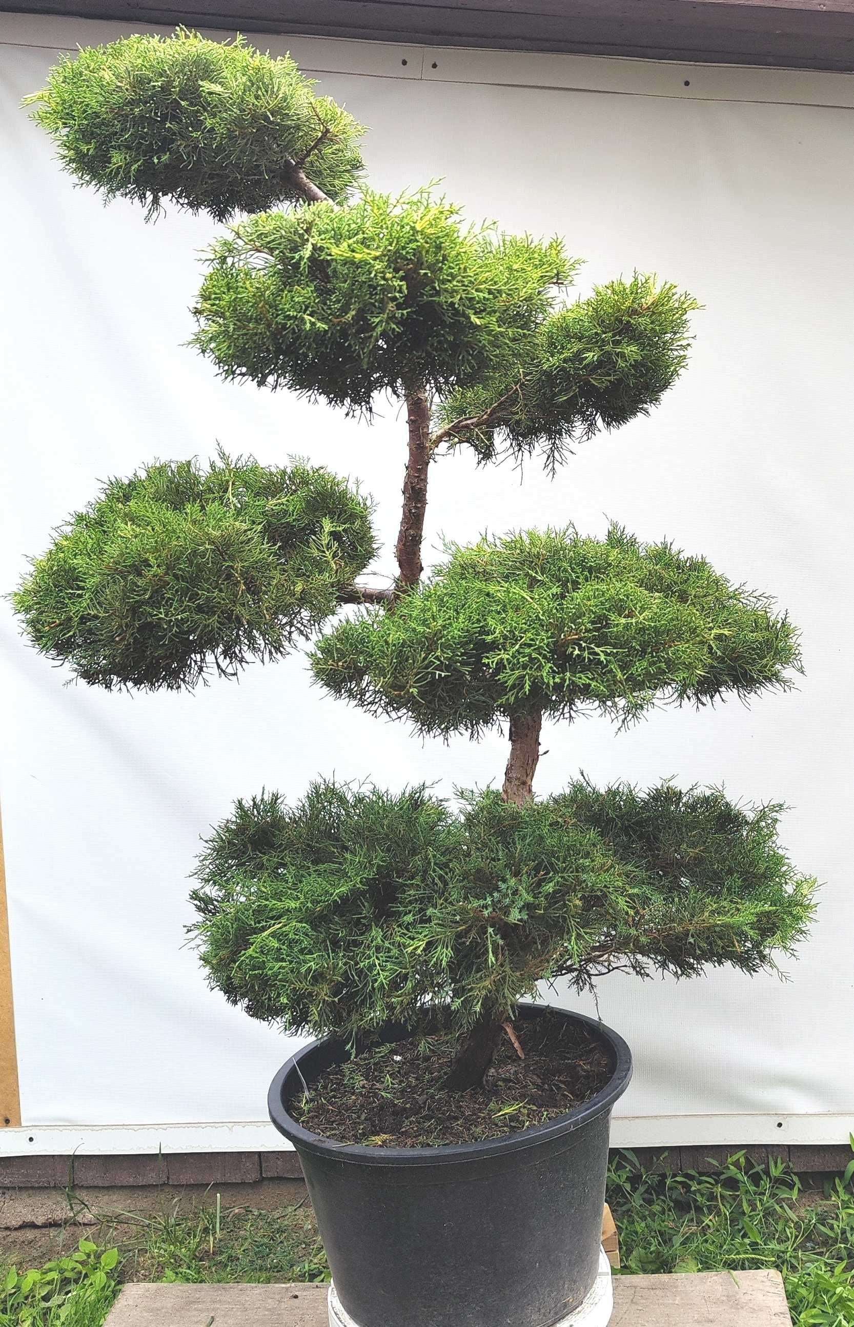 Bonsai Niwaki Jałowiec Gold Star