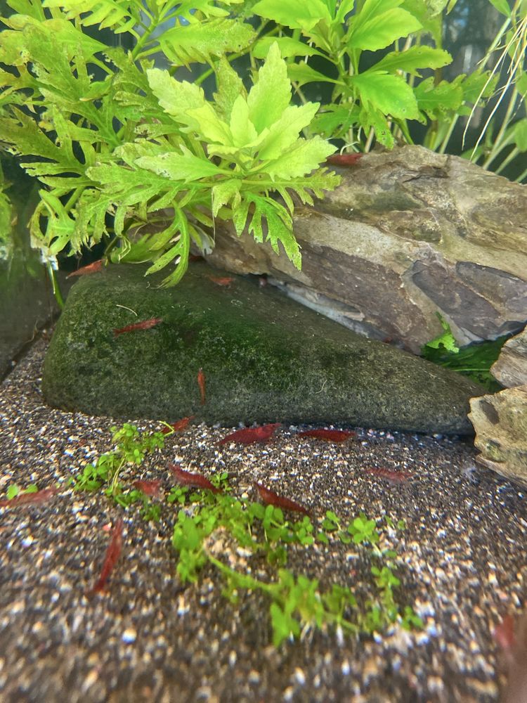 Neocaridina red cherry