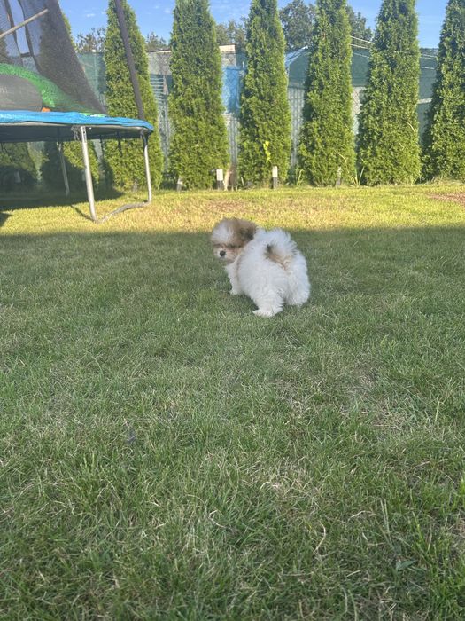 Szpic miniaturowy- pomeranian