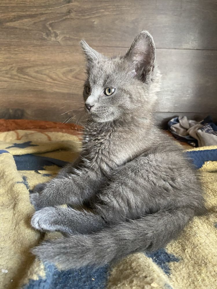 Кошеня сіре скотіш страйт