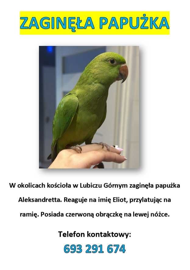 Zaginęła papużka