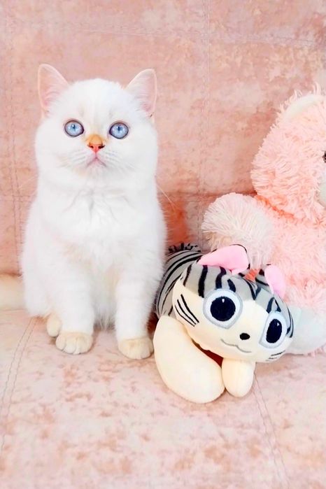 Дівчинка квіточка, неймовірно лагідна і ніжна