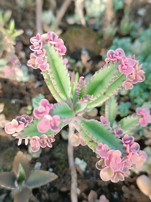 Каланхое"рожеві метелики" (розовые бабочки)pink butterflies 20-50грн