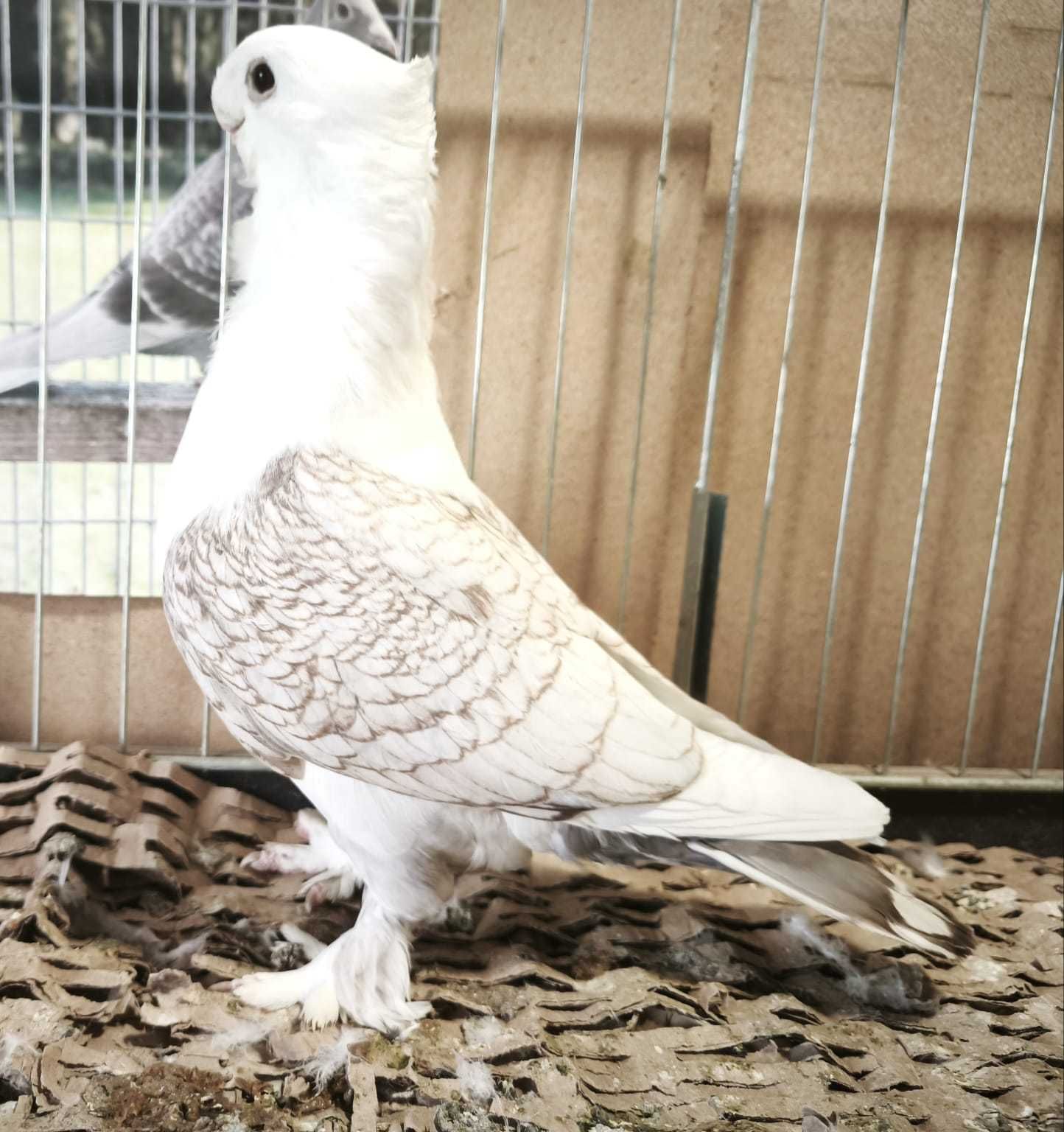 Mewka orientalna bluety