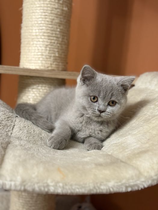 Kotka Brytyjskia Liliowa Koteczka Biszkoptowa Do Odbioru