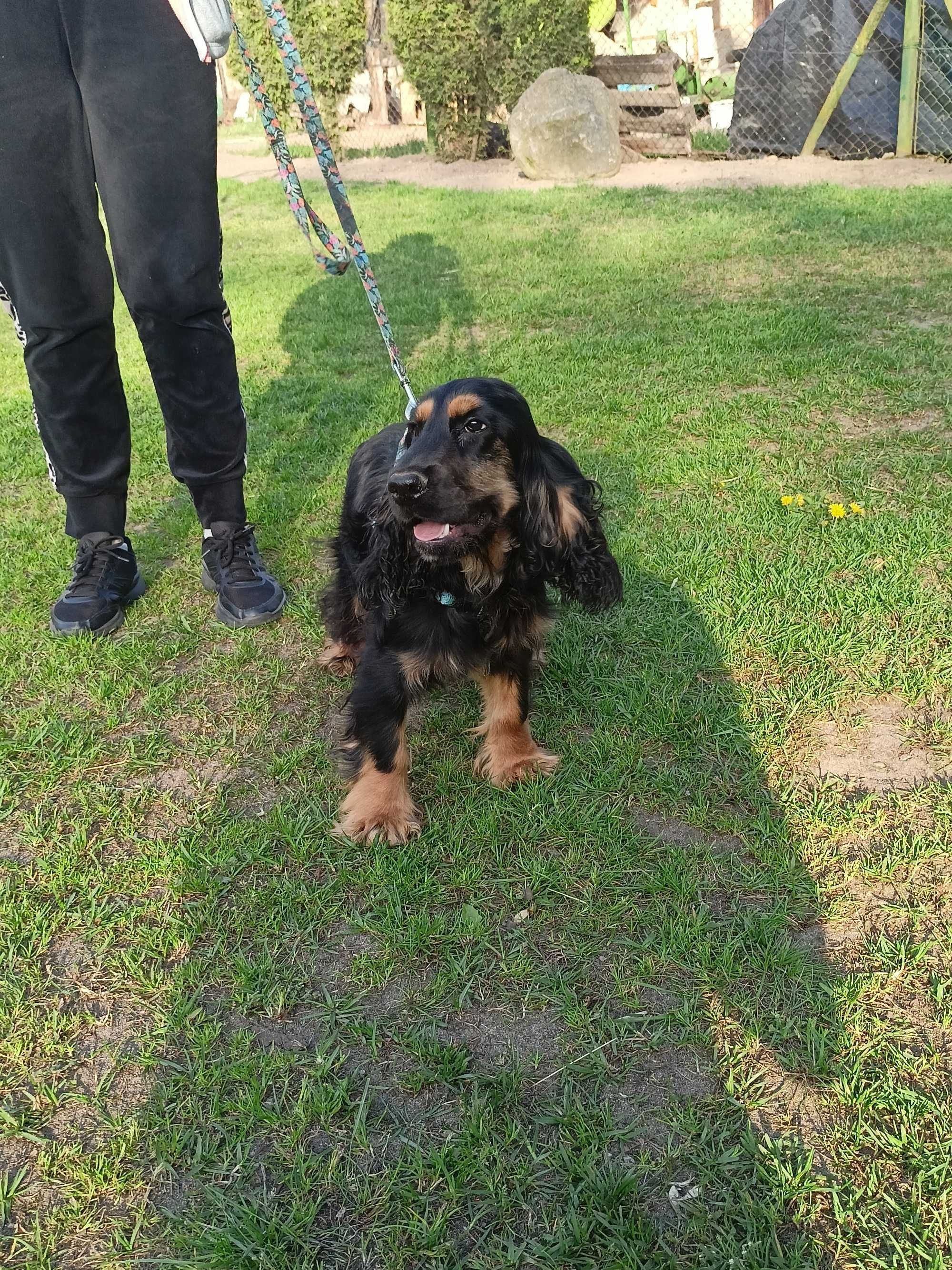 Piesek Cocker Spaniel