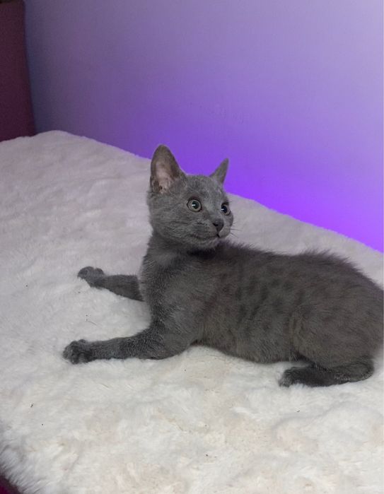 Кошеня, котеня, котик, котенок, кіт, кішка