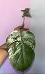 Monstera Variegata ukorzeniona