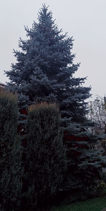 Велика жива ялинка 10–12 м для новорічних свят, ярмарків, закладів