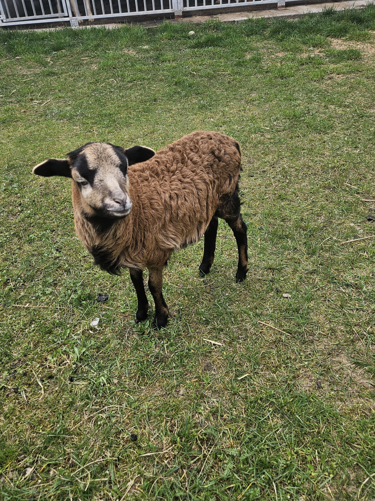 Młoda owieczkę kameruńska