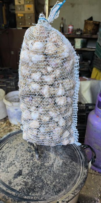 Sprzedam czosnek odmiany harnaś na kg