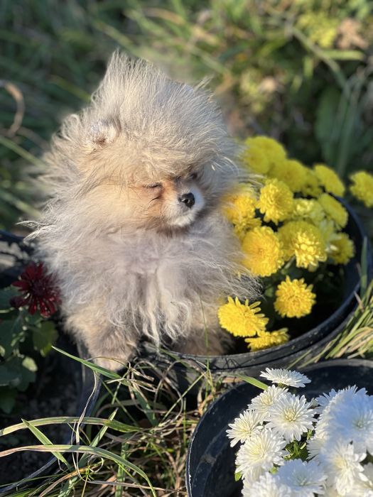 Померанський шпіц 4 міс