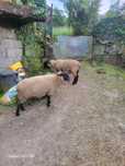 Ovelhas suffolk e cabras
