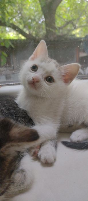 Кіт муркотун самий ласкавий