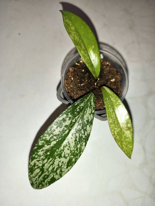 Хойя Френсо бьюти