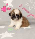 Shih Tzu piesek z rodowodem. Zapraszam