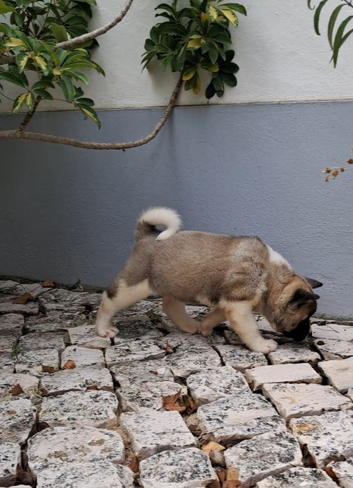 Akita Americano Fêmea castanha