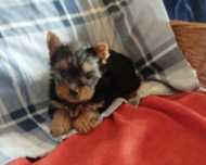 Yorkshire terrier miniaturka suczka