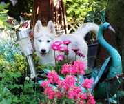 Siberian Husky ZKwP piękna suczka srebrno-biała