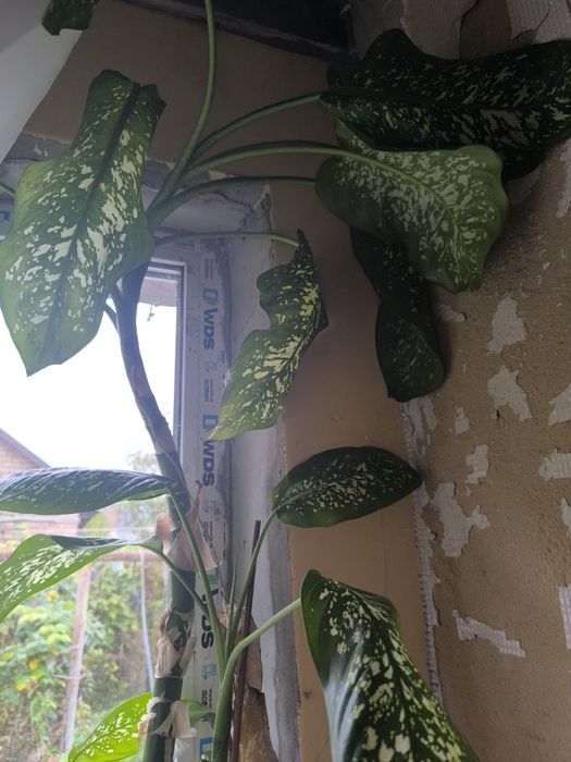 Продам дифферанбахию